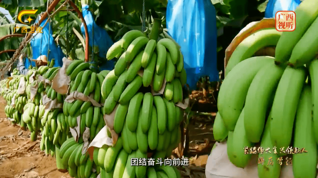 中领航农业